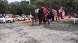 Elephant Rejuvenation Camp started in India