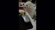 temp