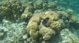 Maxima Clam closes up on a reef in The Maldives