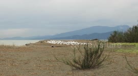 Sleeping snowgeese like a flock of sheep sheltering from the wind