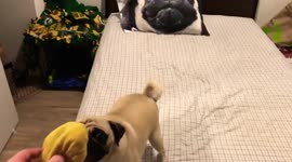 A pug and his favorite toy!