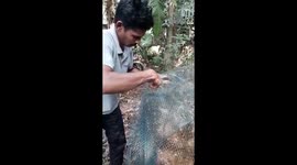 Expert patiently snips through fishing net to free rat snake