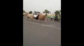 Bulls fight in the middle of a road as one rams into a Tuk-Tuk in Punjab