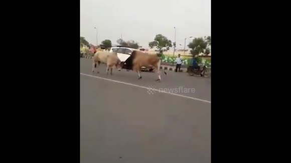 Bull Rams Fighting Bulls fight in the middle of a road as one rams into a Tuk-Tuk in ...