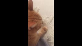Vocal cat doesnt want owner to leave