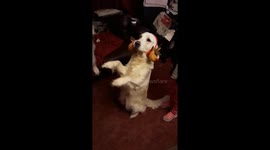 Cute dog begging on two feet with Christmas ear muffs on