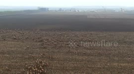 Deers crossing a road in Hungary