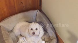 My little Puppy Millie saying No, and refusing to give her teddy