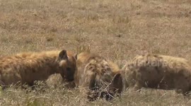 Hyenas rob lioness of her warthog kill