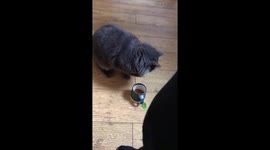 Cat loves mint tea