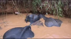 Heartwarming moment rescuers in Sri Lanka save distressed elephant calf and mom with digger