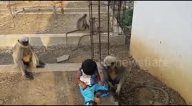 Unusual animal friendship - Three Year Old boy whose friends are monkeys,troops wakes him up every morning, play and share food together
