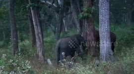 Two elephants lock trunks and fight each other bringing the traffic to a standstill in Tamil Nadu, southern India