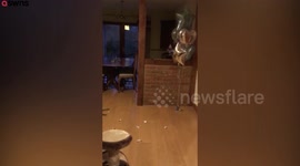 Gran does her own bonkers version of 'elf on a shelf' -where SHE dresses up as Santa's helper for mischievous videos