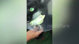 Miracle cat who stumbled home after being shot named as pet survivor of the year