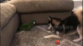 Feathered vs furry: Macaw and Pomsky's adorable battle for attention
