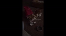 Kitten can’t resist helping Xmas wrapping