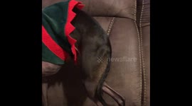 Italian Greyhounds ready for Christmas
