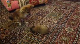 Milva & Mukas chihuahua mother and son play