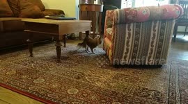 Milva keeps delicacy, and Mukas wants to take him off and finally takes away