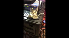 Kitty sound engineer checks the cables