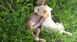 Funny puppy fight