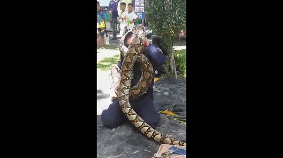 Fireman gets into a tight squeeze as python wraps itself around his ...