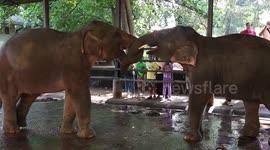 Adorable baby elephants practice play-fighting with each other