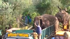 Wild elephants that caused  havoc destroying crops, killing people captured in Eight hours in India