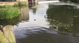 Dynamo Duck doesn't want to get Wet