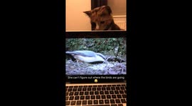 Cat trying to figure out where the birds are going