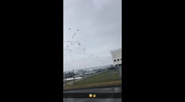 large flock of birds