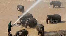 Orphaned Elephants Bathing in River in Pinnawala
