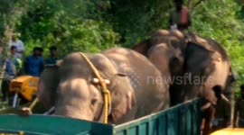 Longer version; Wild elephants that caused  havoc destroying crops, killing people captured in Eight hours in India