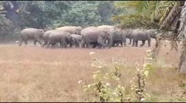 Drunken man that challenged elephant herd is trampled to death