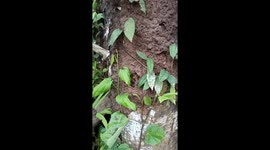 Ants' nest found in the jungle.