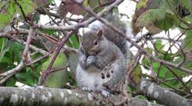 Grey squirrel eating late berries