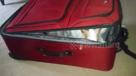 Determined doggy packs the essentials for vacation