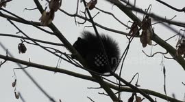 Black squirrel eating maple key seeds