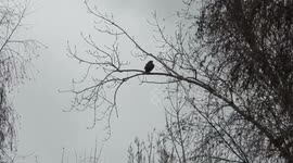 Two red tailed hawks