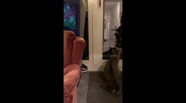 Cat scares herself...twice