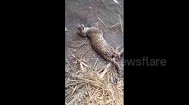 Indian villagers catch ferocious leopard with bare hands