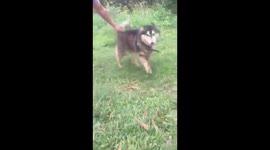 littler siberian husky