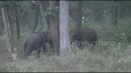 Two Wild Elephants Fought in Mudumalai Tiger Reserve