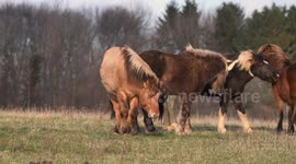 Heartwarming footage shows wild horses biting a member of their herd after it collapses