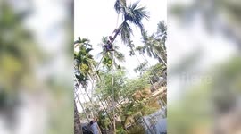 Man falls off a coconut tree while trying to take a swing ride on it in India