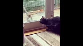 Cat mugged off by a squirrel