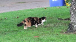 Cat toying with vole