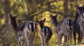 Fallow Deer during Autumn