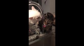 Two cats drinking from kitchen faucet